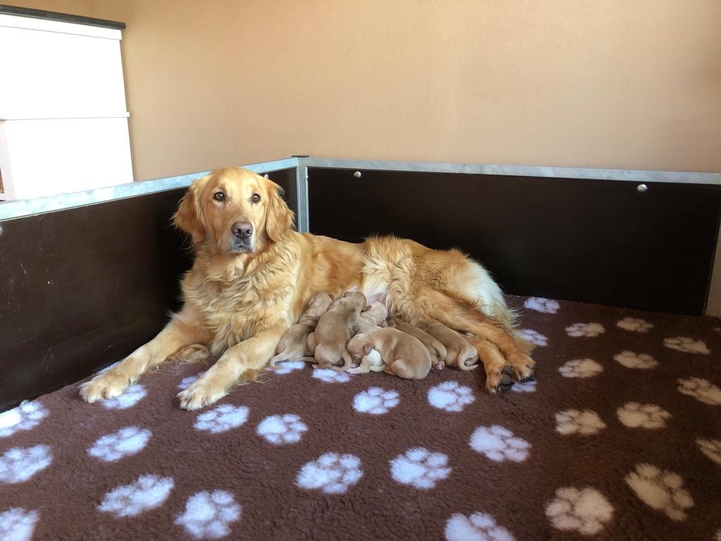 chiot Golden Retriever Du Domaine Des Cedres Bleus