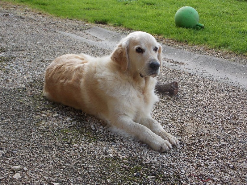 Choupette De la colline aux chiens