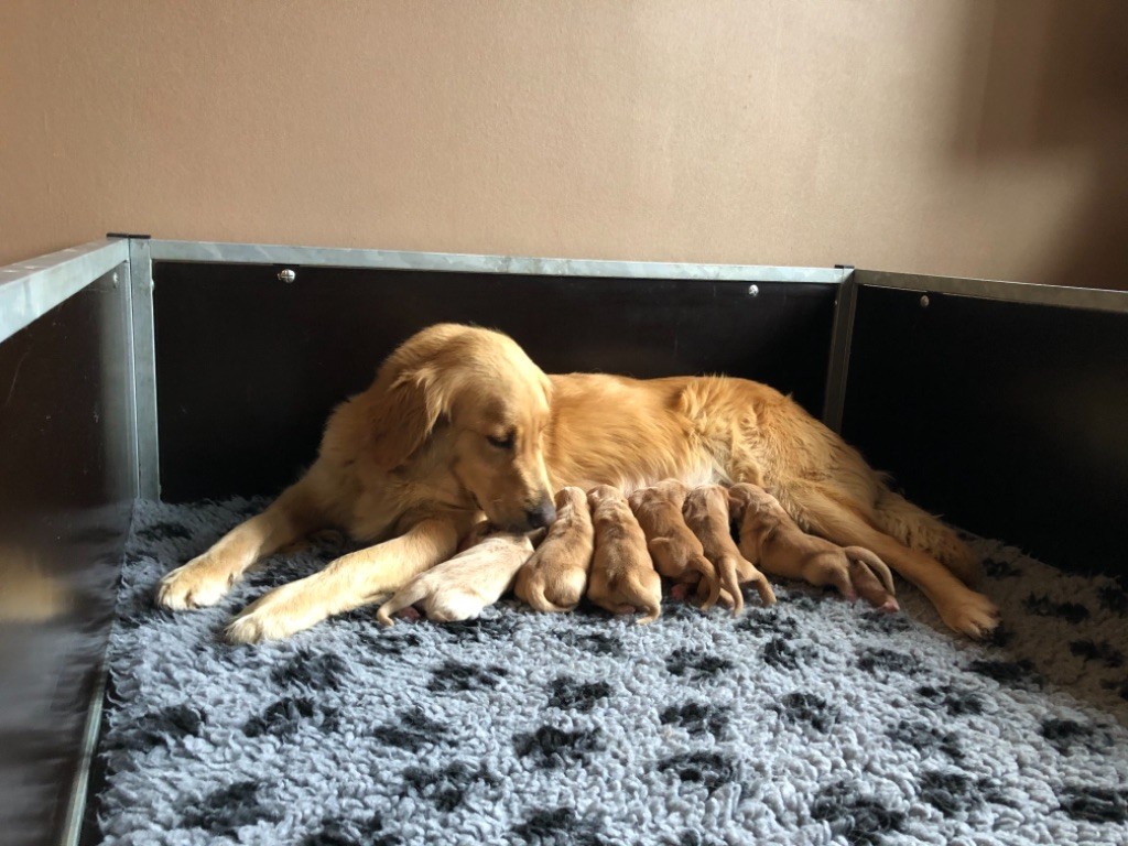 Du Domaine Des Cedres Bleus - 7 chiots sont nés à l'élevage ce mardi 27 octobre ! 