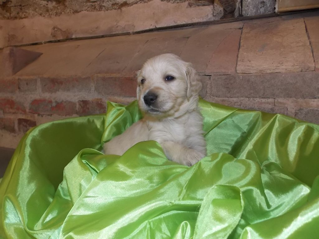 Portée  Gouach et Mister copper 2015 