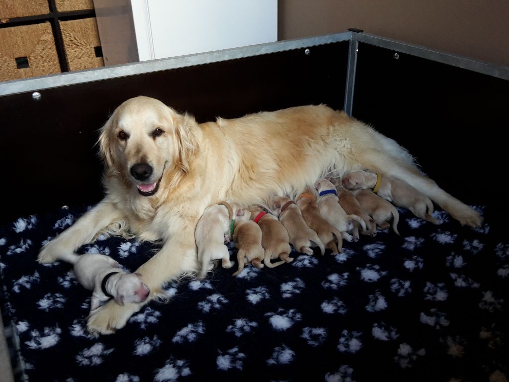 Du Domaine Des Cedres Bleus - Golden Retriever - Portée née le 01/05/2017