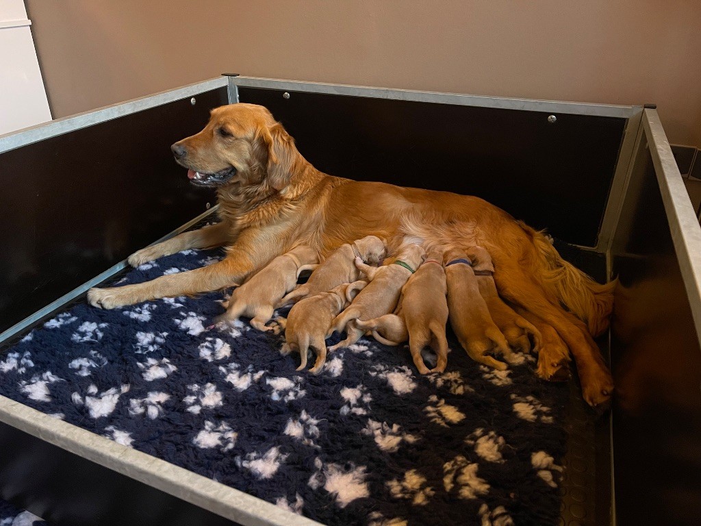 Chiot Golden Retriever Du Domaine Des Cedres Bleus